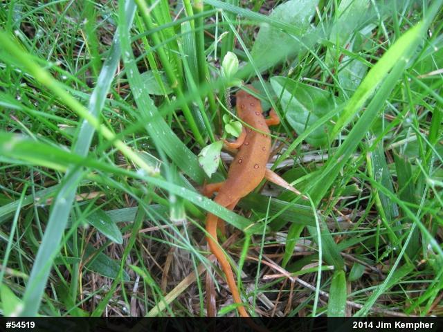 Red-spotted Newt