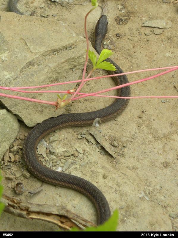 Eastern Gartersnake