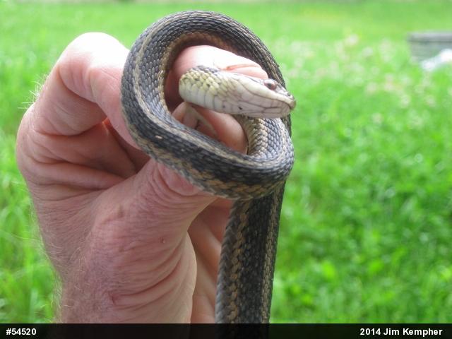Eastern Gartersnake