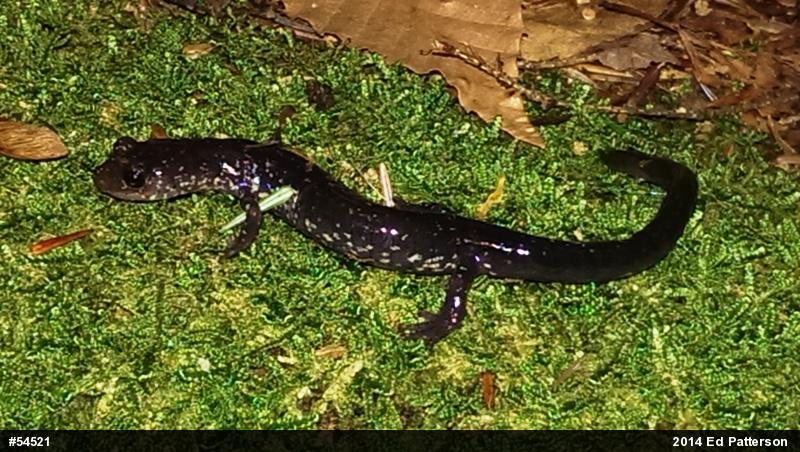 Wehrle's Salamander