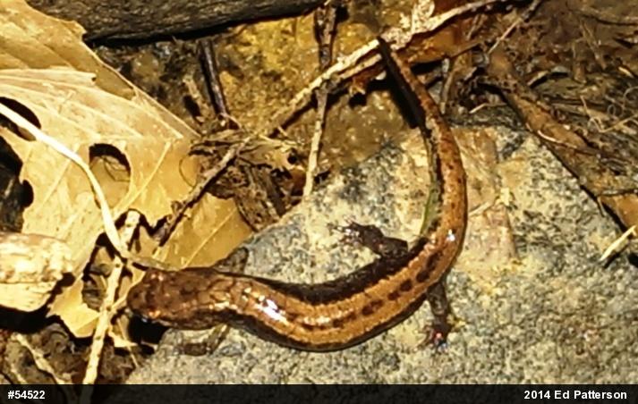 Allegheny Mountain Dusky Salamander