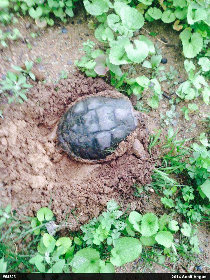 Snapping Turtle