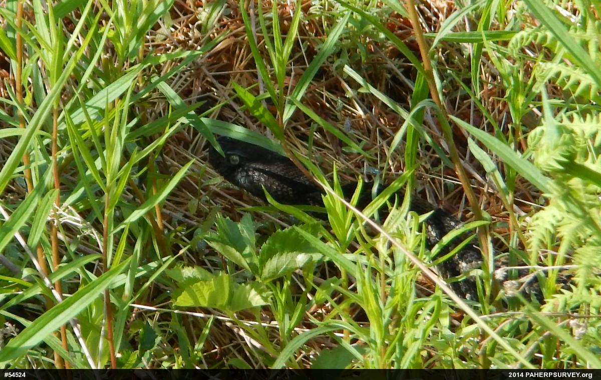 Timber Rattlesnake