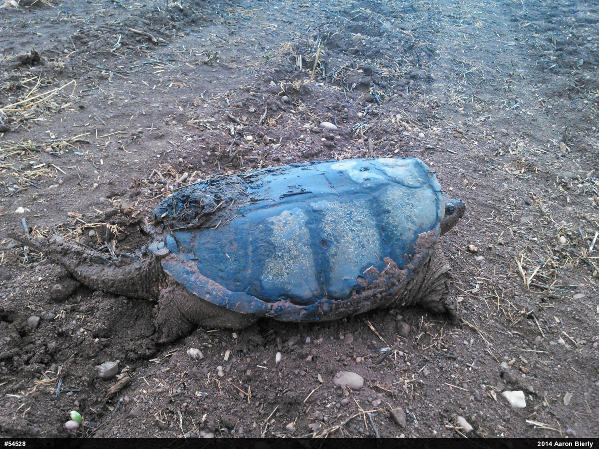 Snapping Turtle