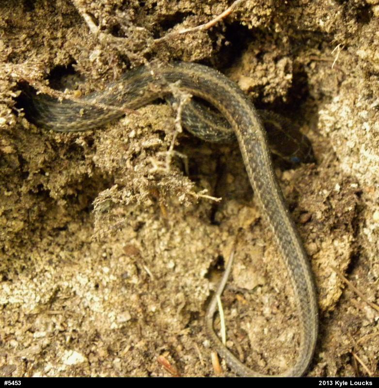 Eastern Gartersnake