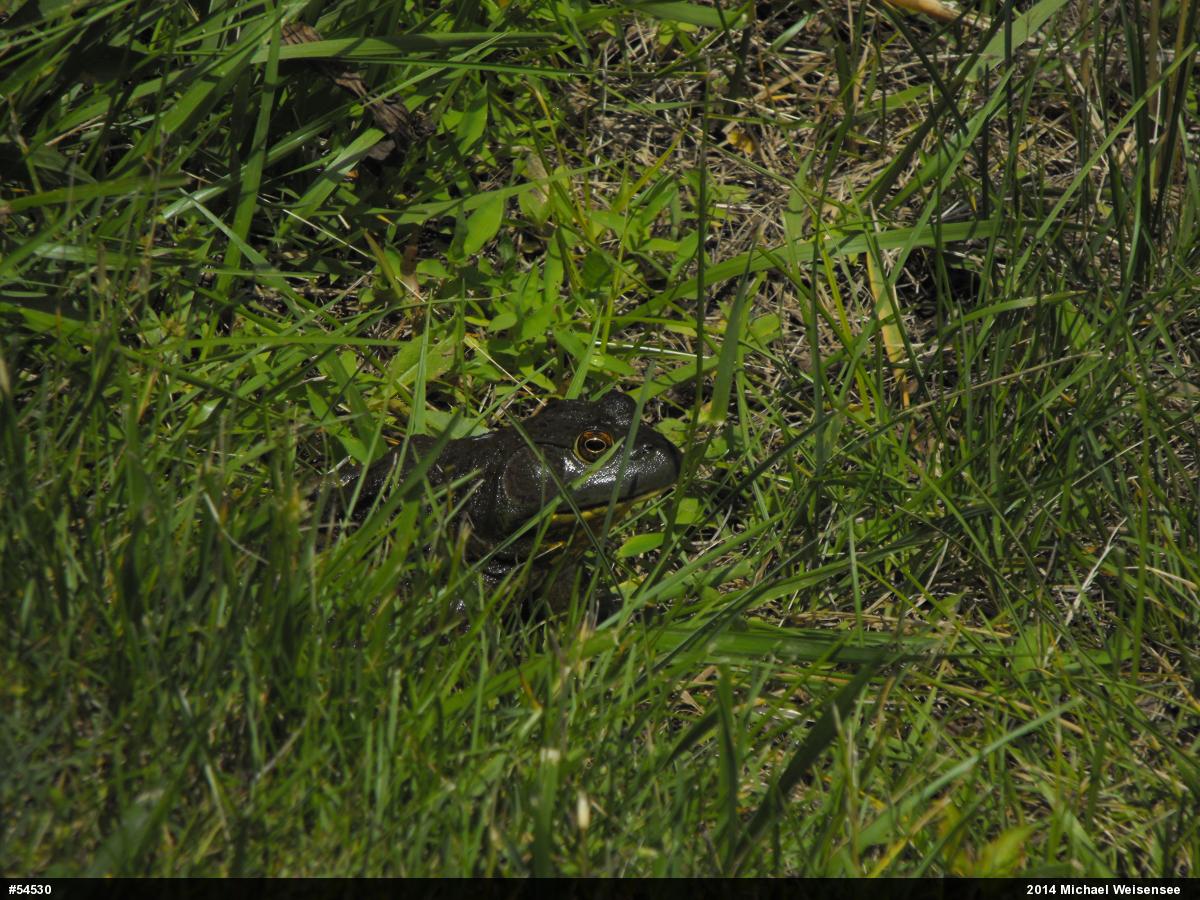 American Bullfrog