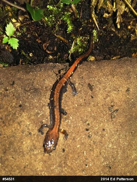 Eastern Red-backed  Salamander