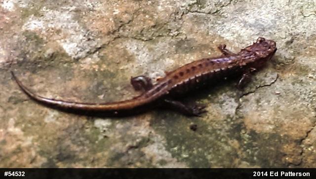 Allegheny Mountain Dusky Salamander