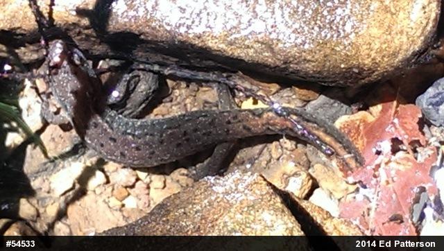 Northern Dusky Salamander