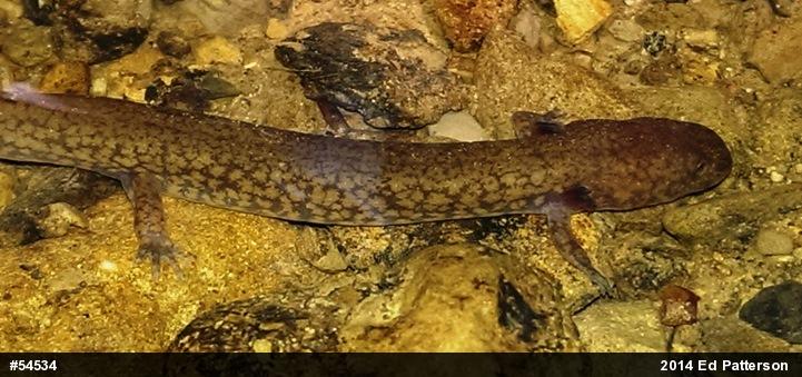 Northern Spring Salamander