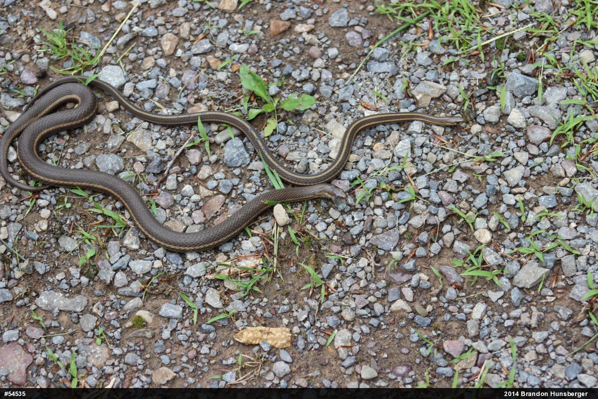 Shorthead Gartersnake