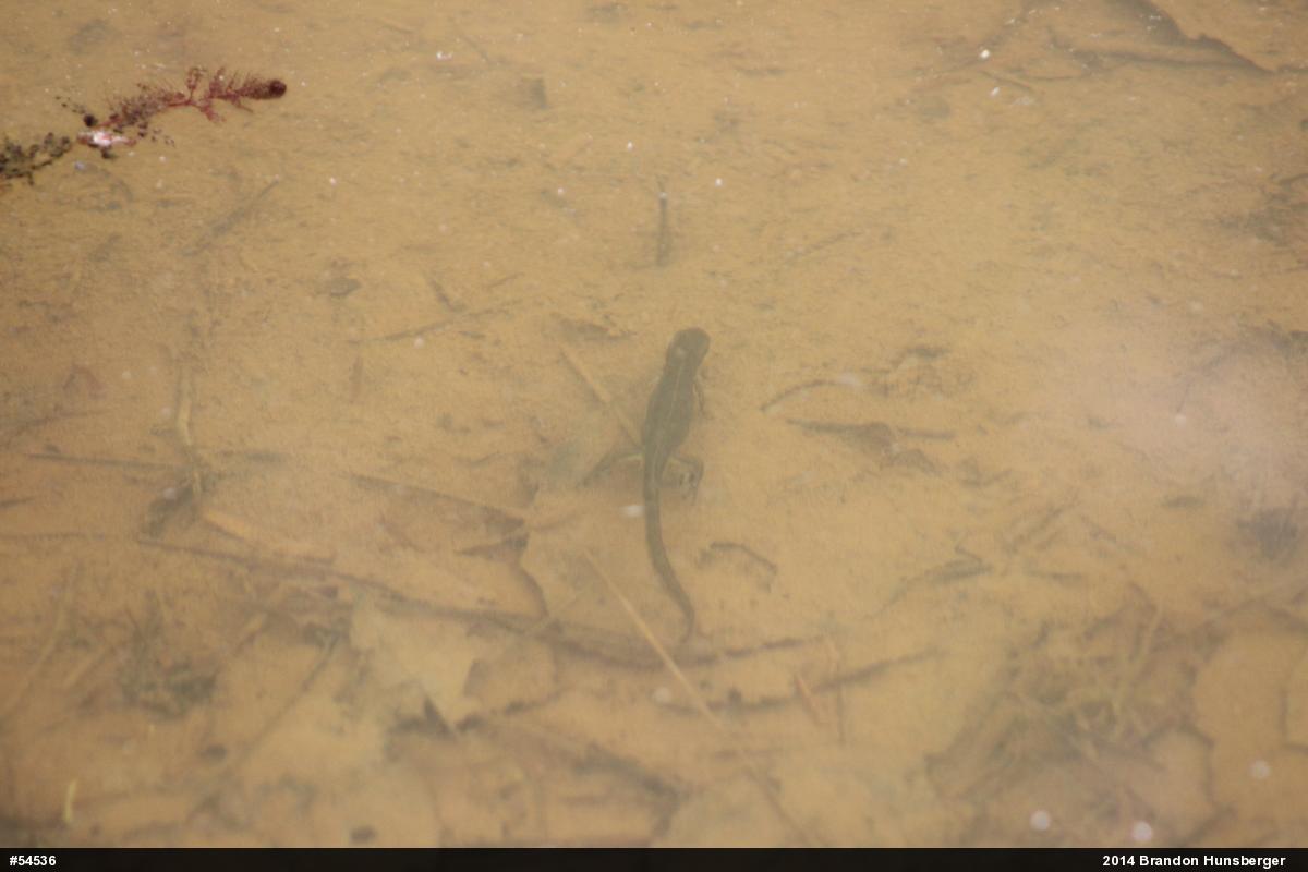 Red-spotted Newt