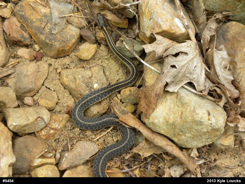 Eastern Gartersnake
