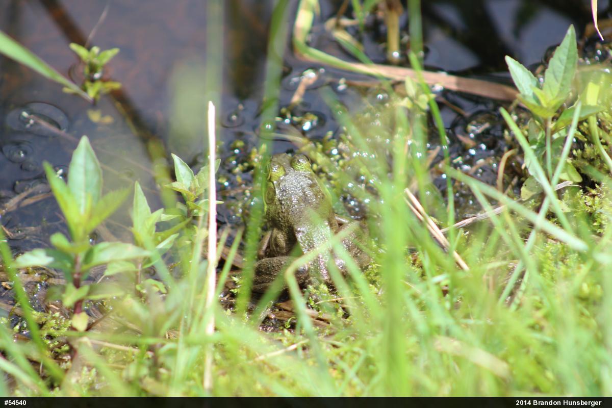 American Bullfrog