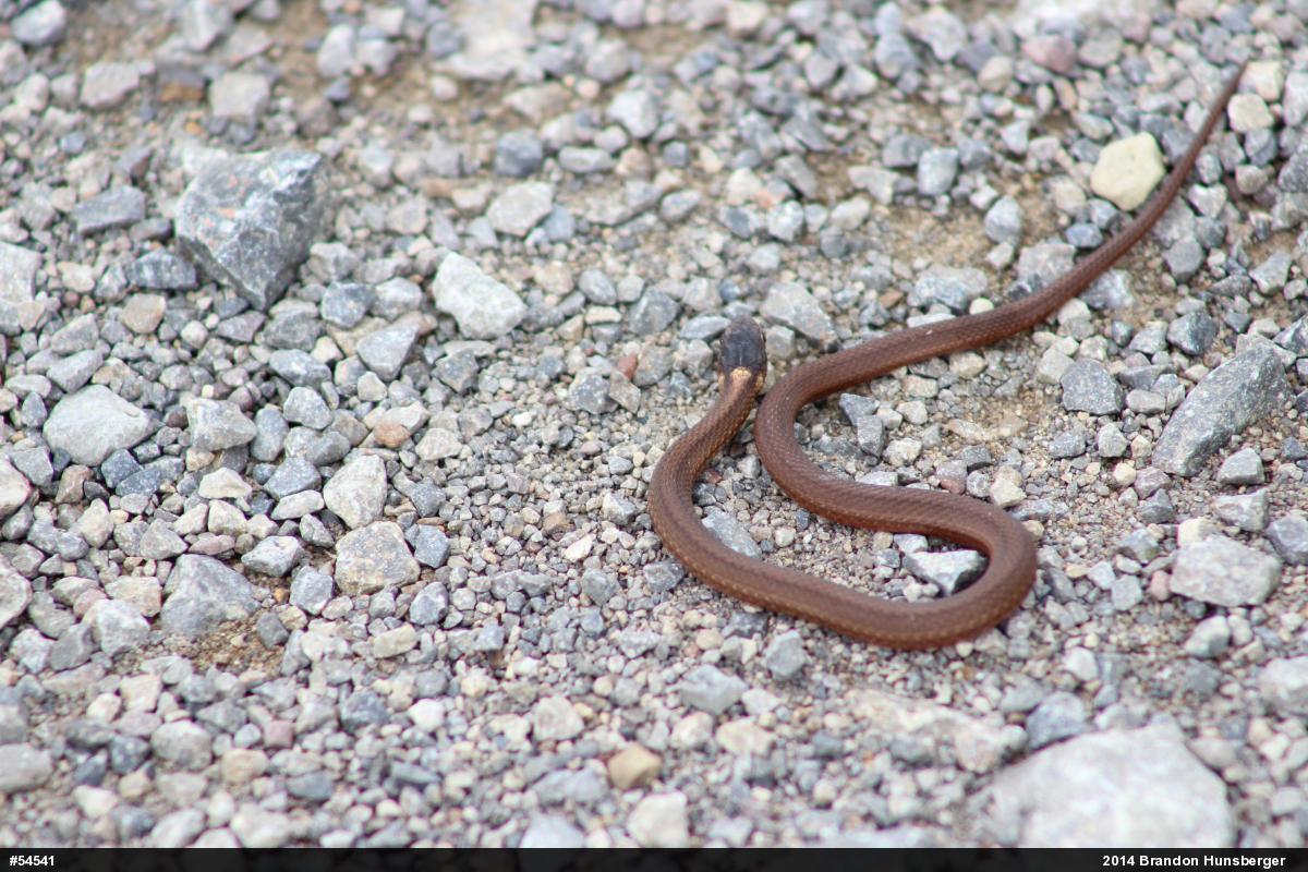 Red-bellied Snake