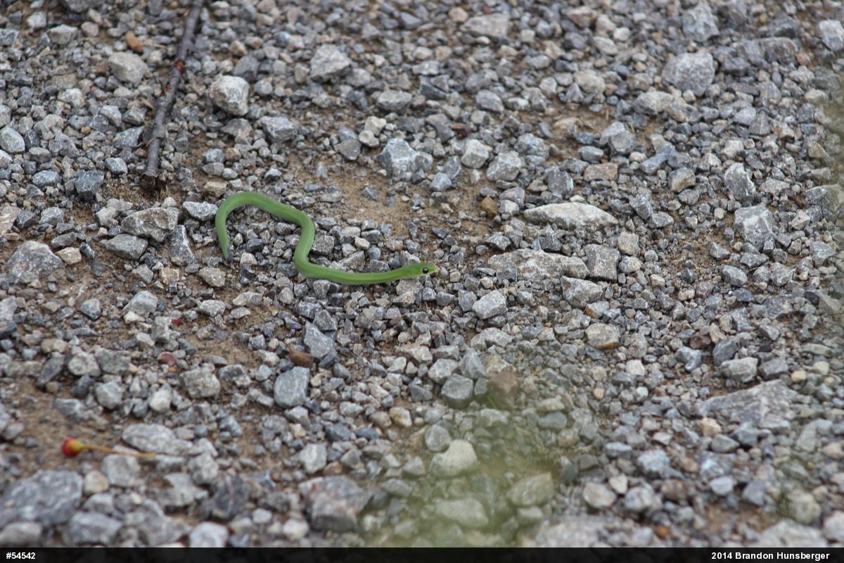 Smooth Greensnake