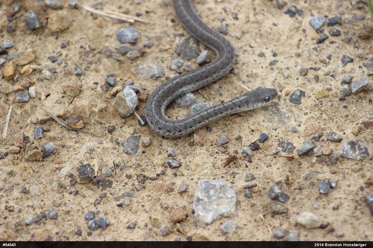 Eastern Gartersnake
