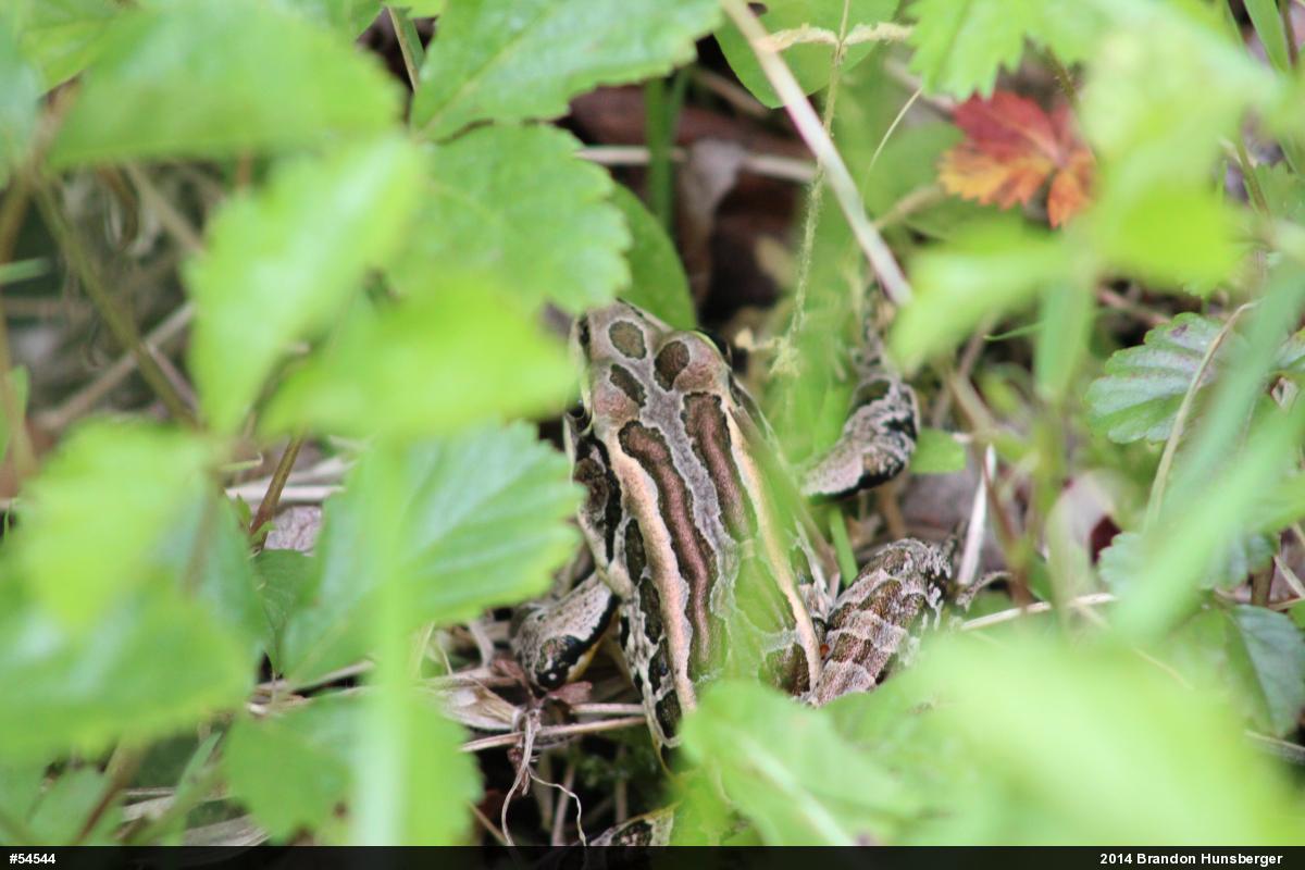 Pickerel Frog