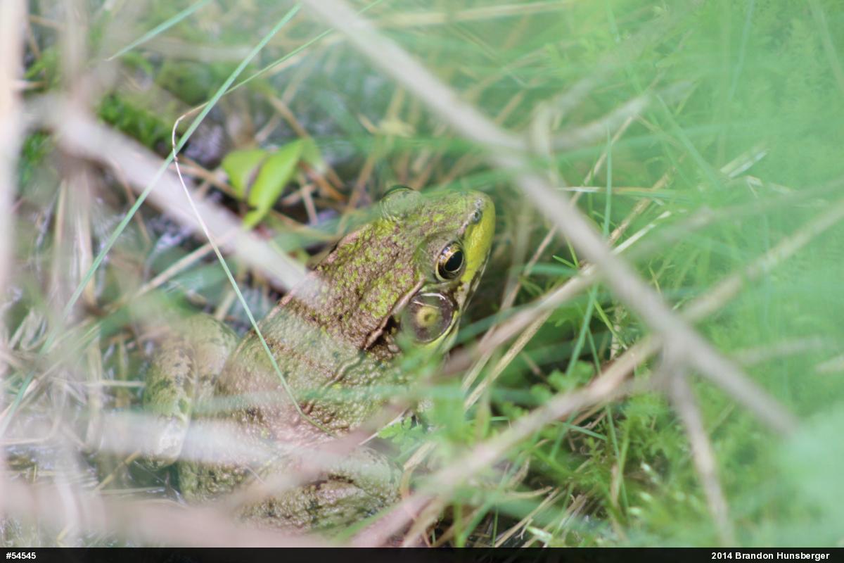 Green Frog