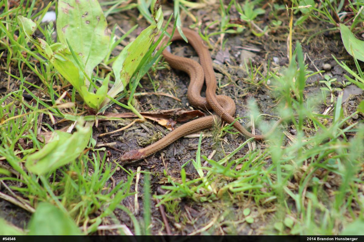 Red-bellied Snake