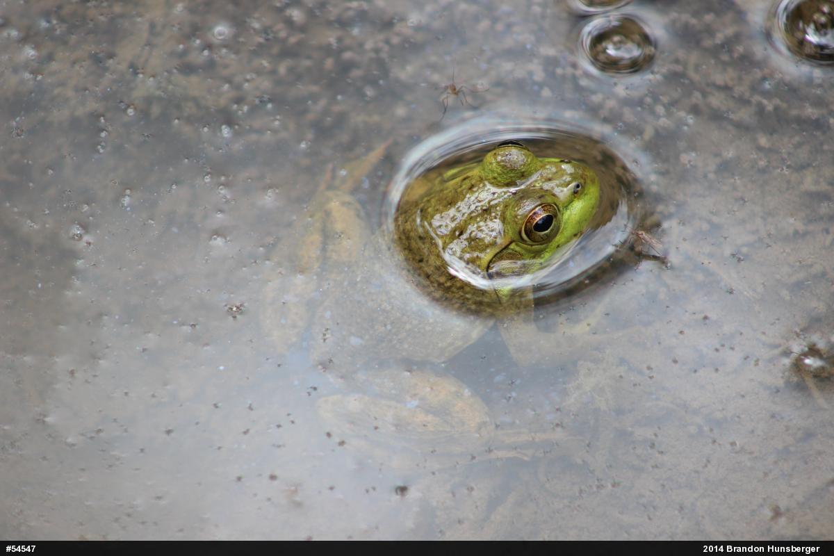 American Bullfrog