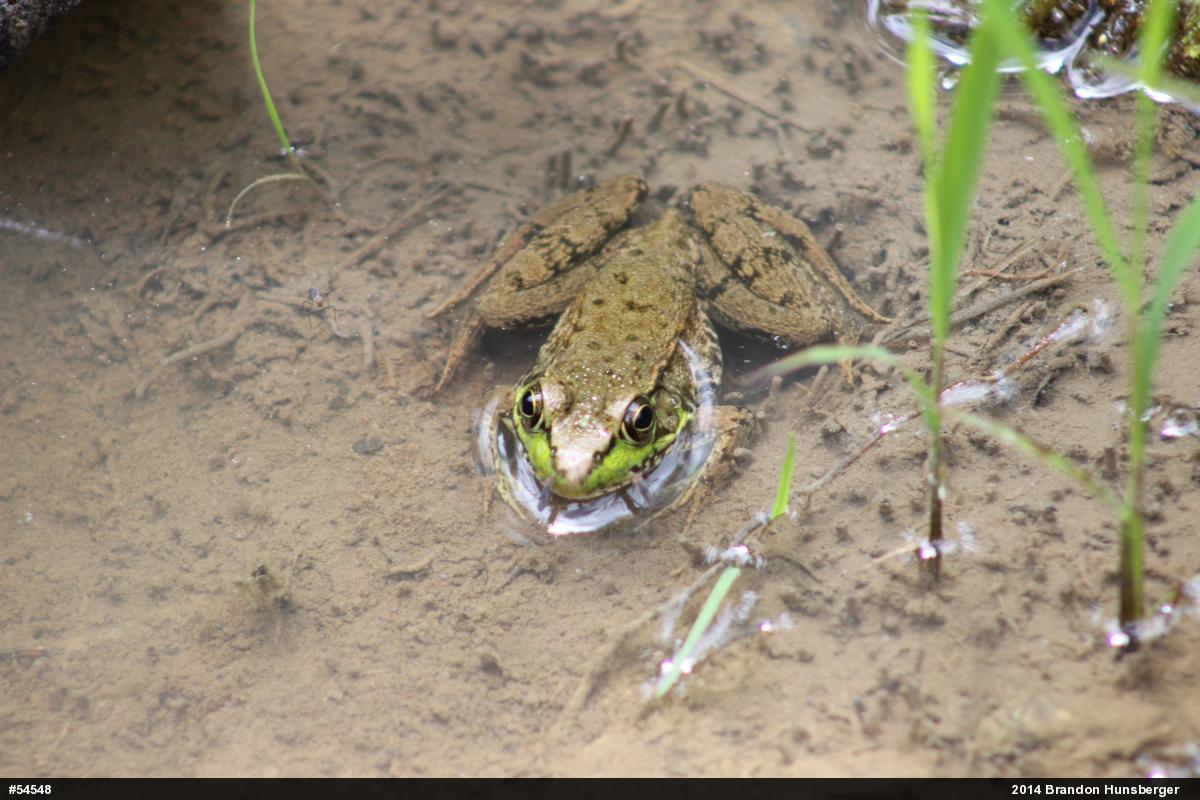 Green Frog