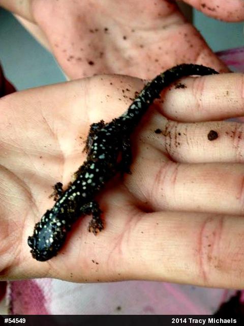 Northern Slimy Salamander