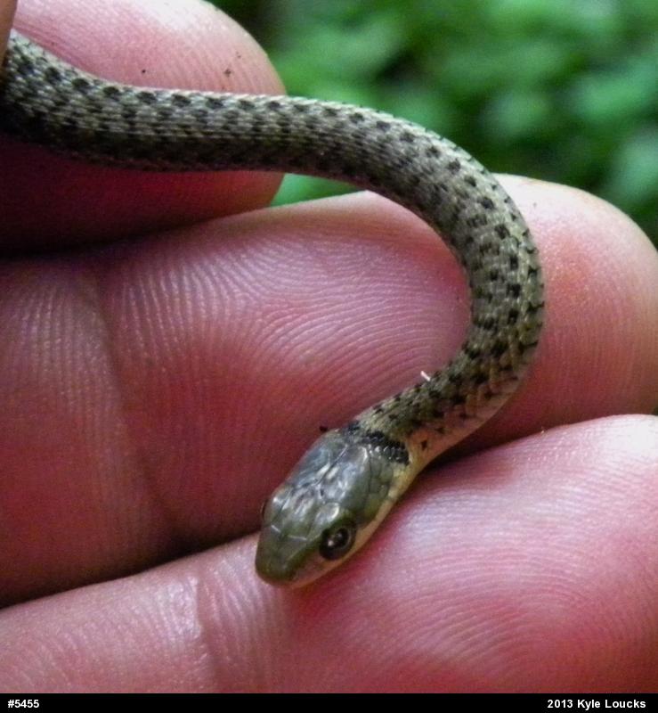Eastern Gartersnake