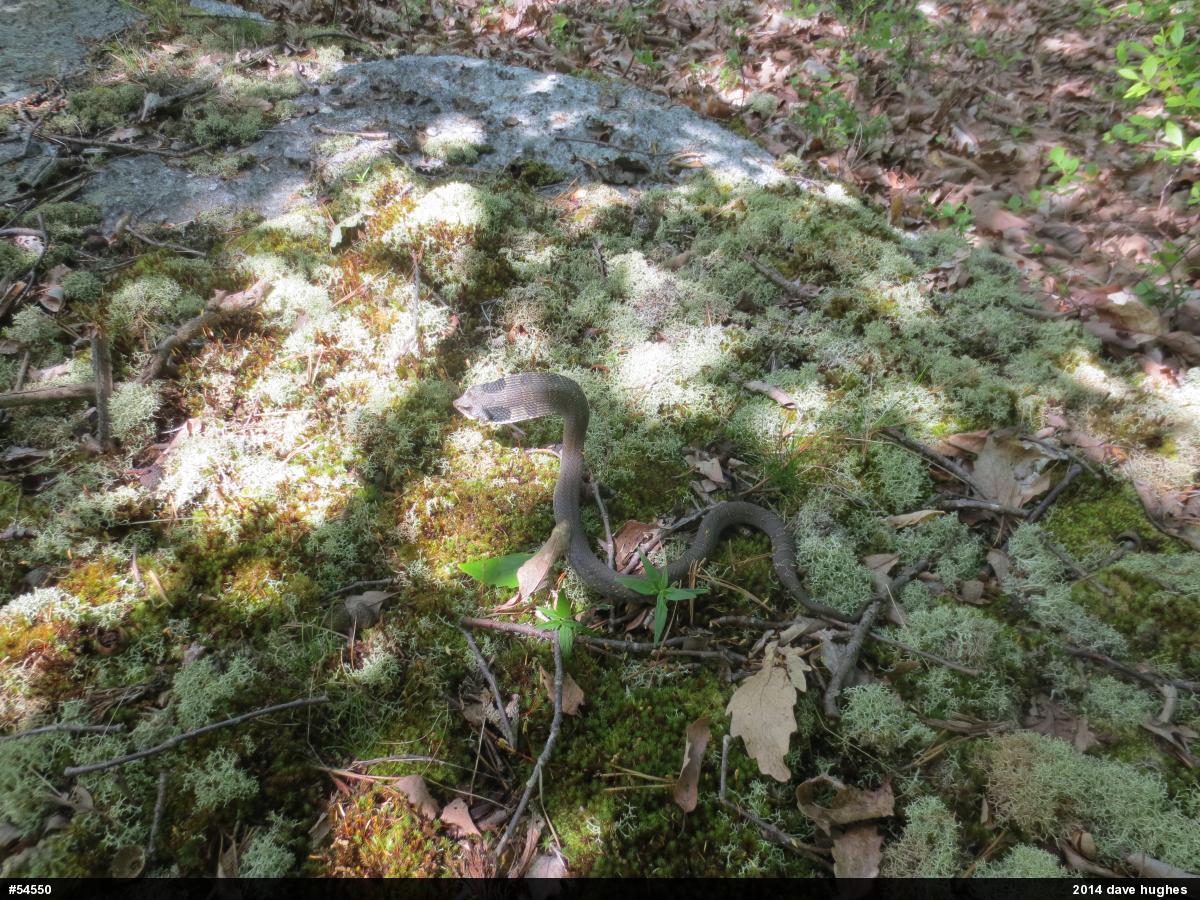 Eastern Hog-nosed Snake