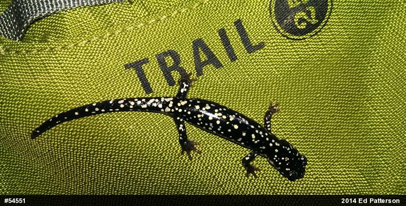 Northern Slimy Salamander