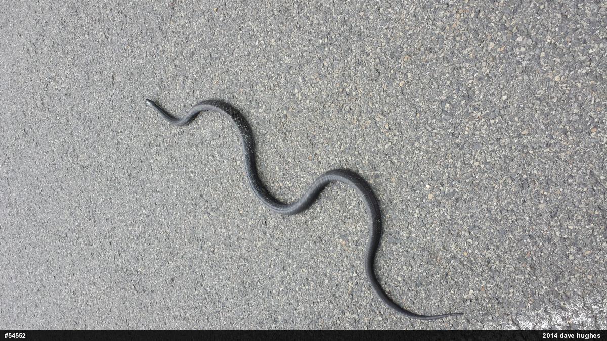 Eastern Ratsnake