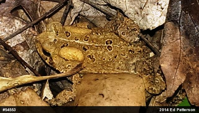 Eastern American Toad