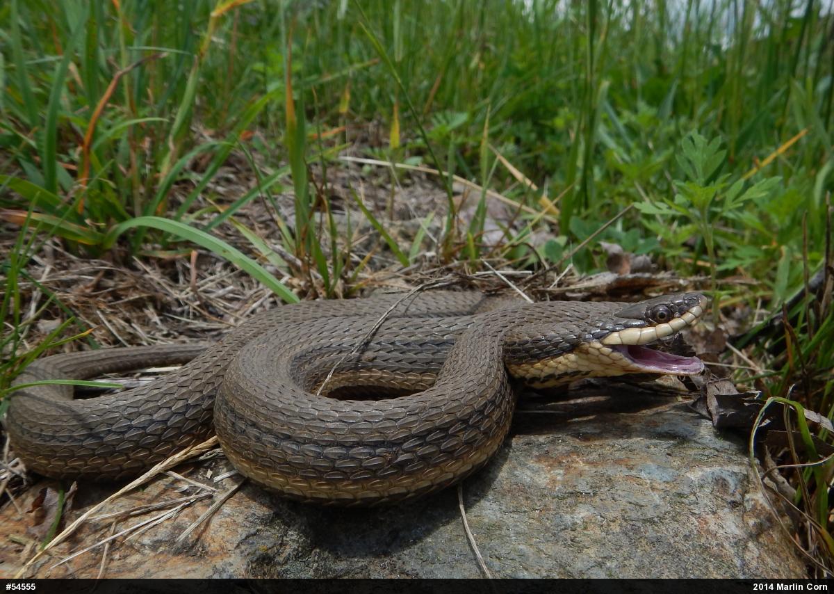 Queensnake