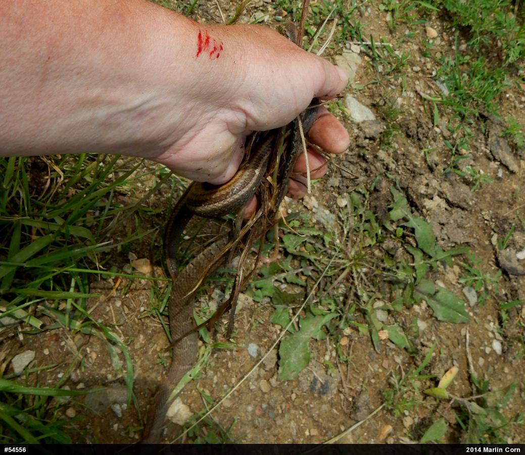 Northern Watersnake