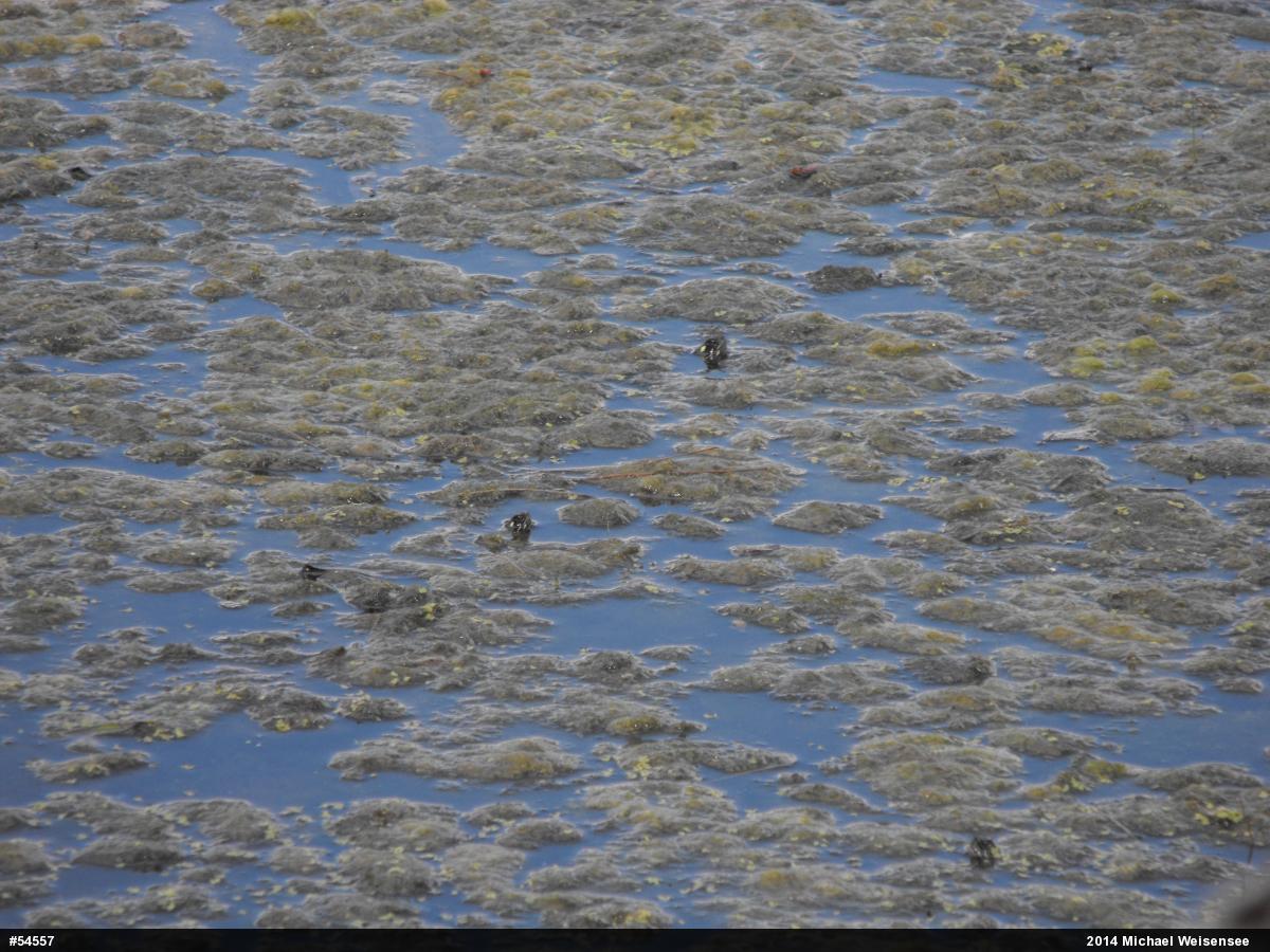 Painted Turtle