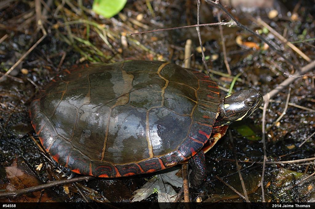 Eastern Painted Turtle