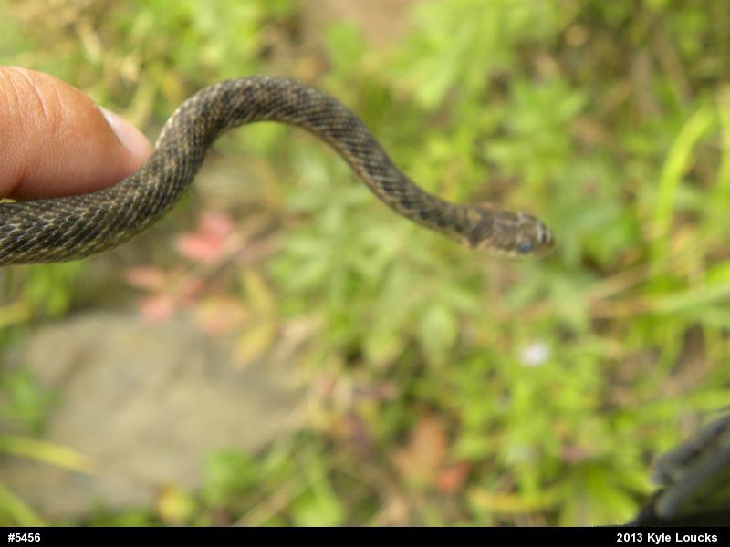 Eastern Gartersnake