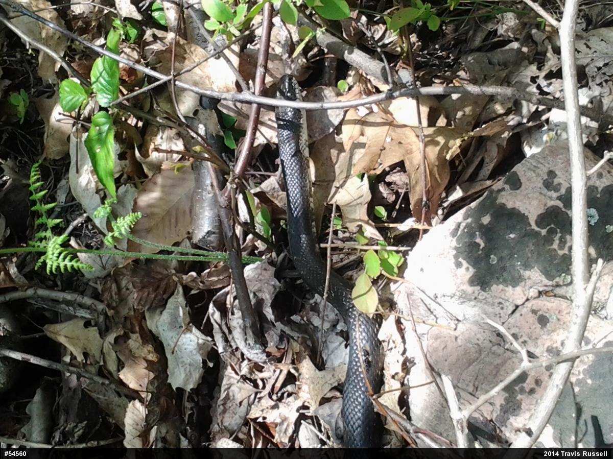 Eastern Ratsnake