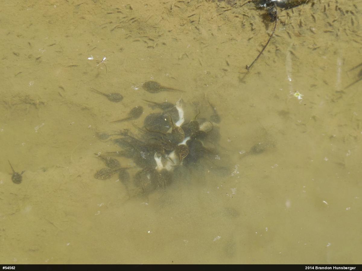 Eastern American Toad
