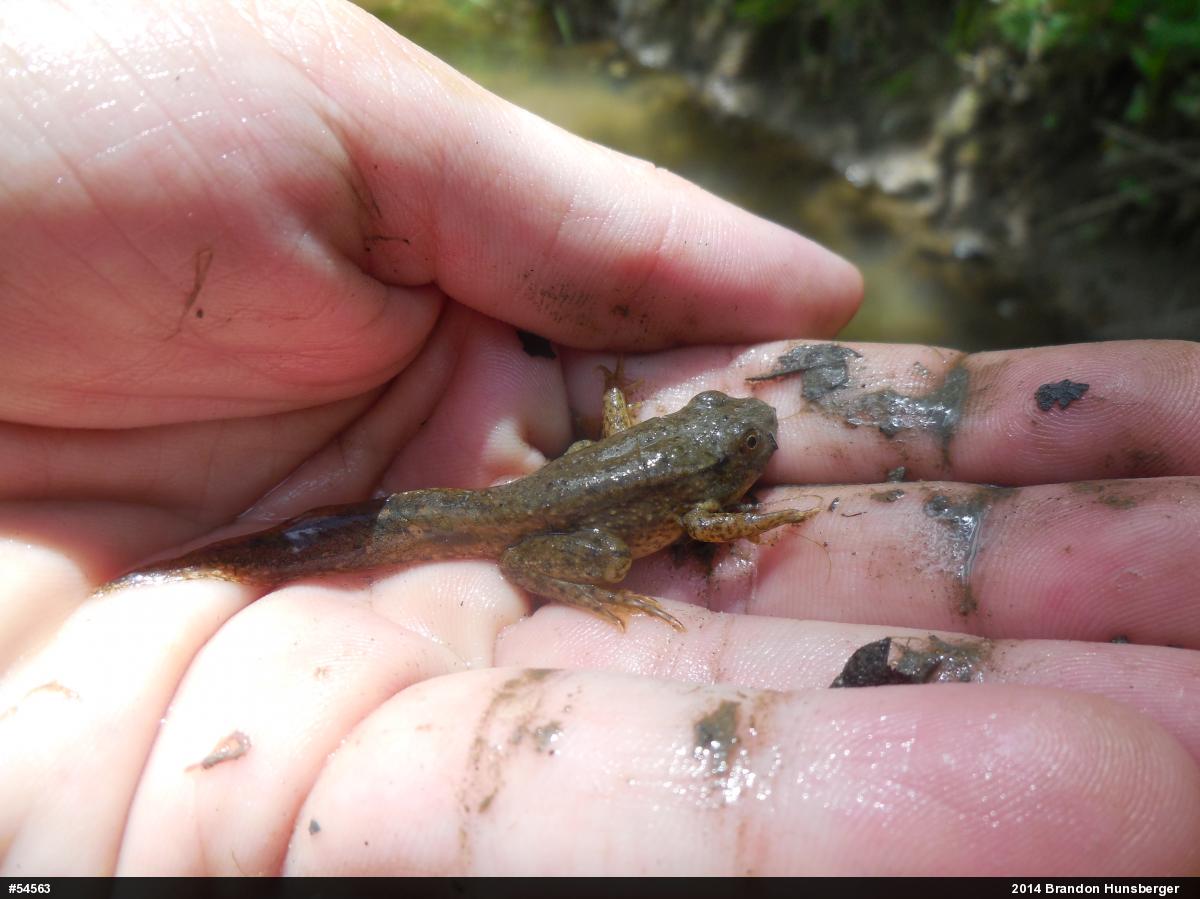 Green Frog