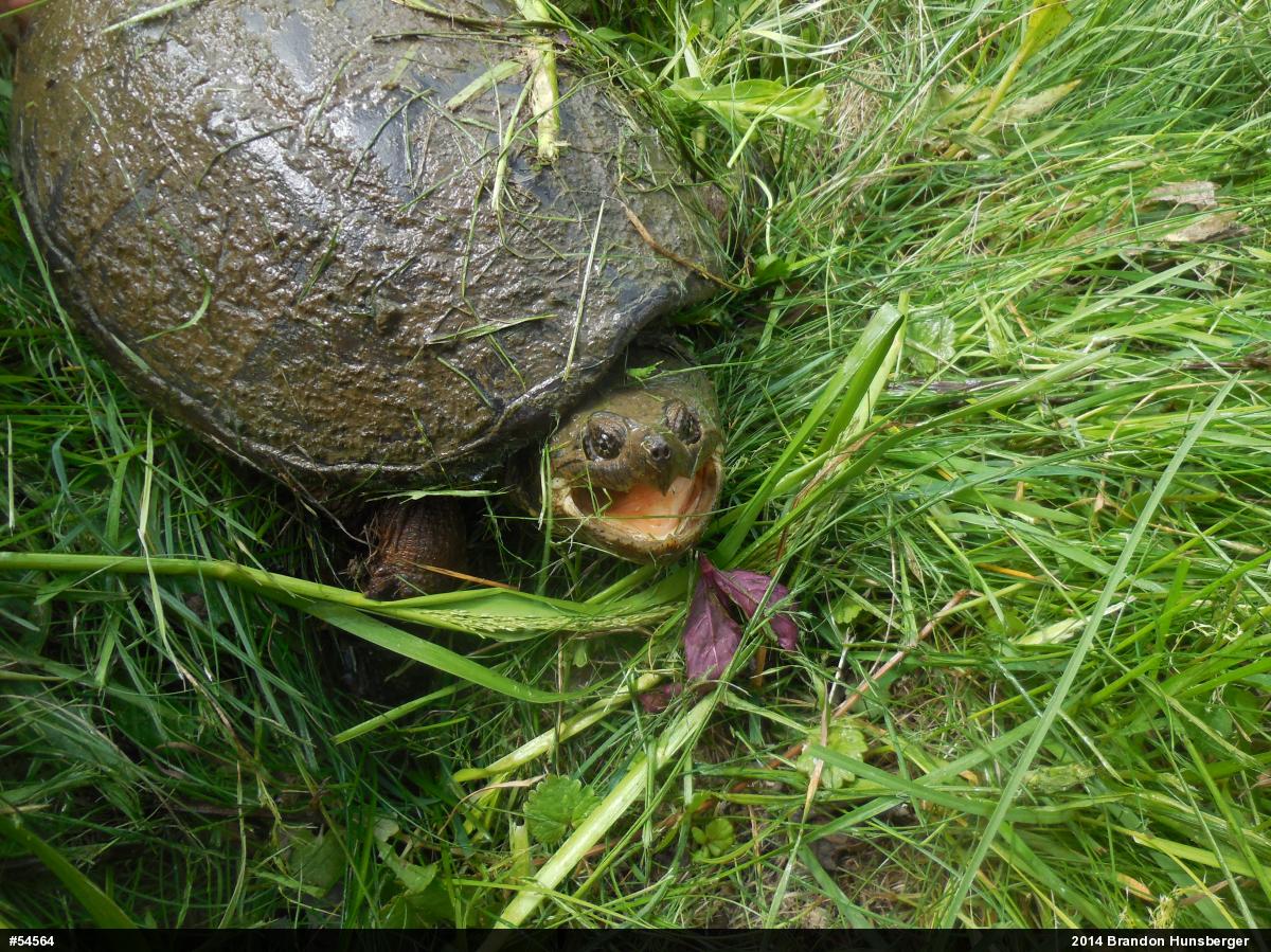 Snapping Turtle