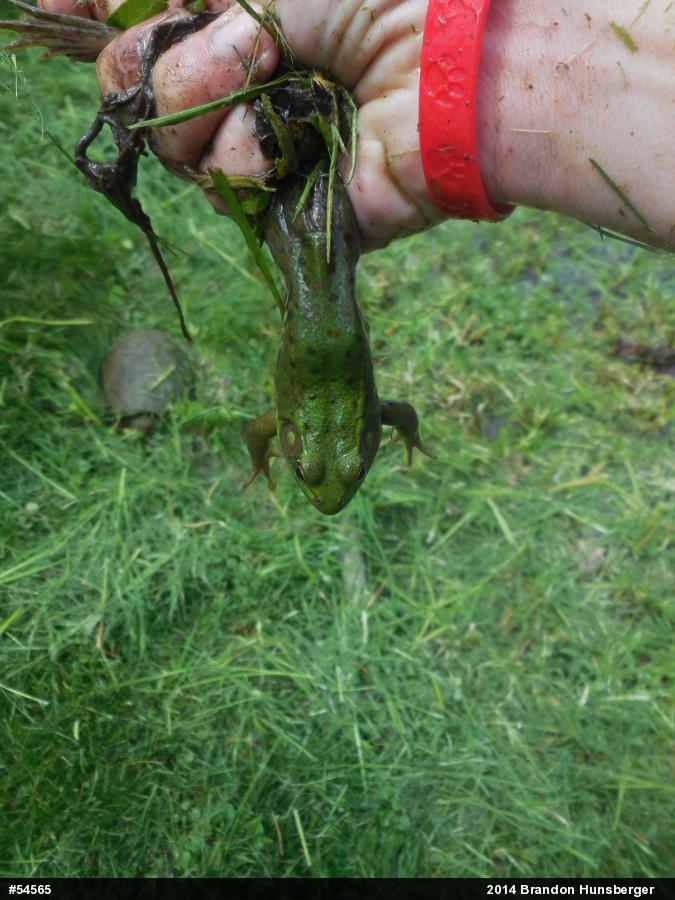 Green Frog
