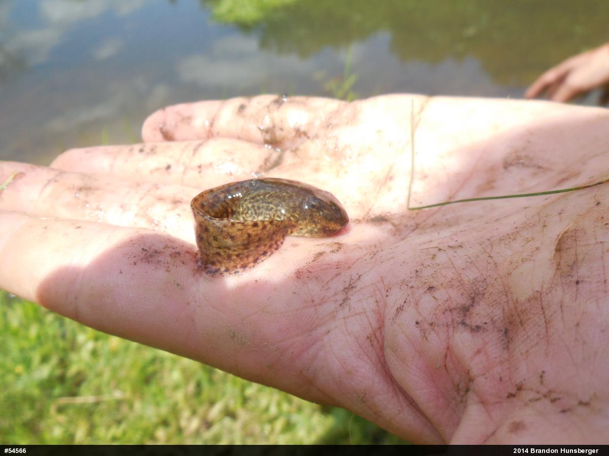 Green Frog