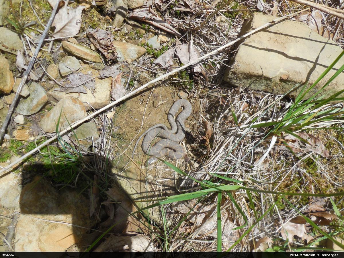 Northern Watersnake