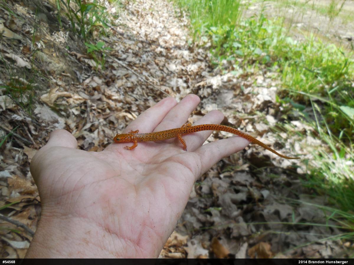 Eastern Long-tailed Salamander
