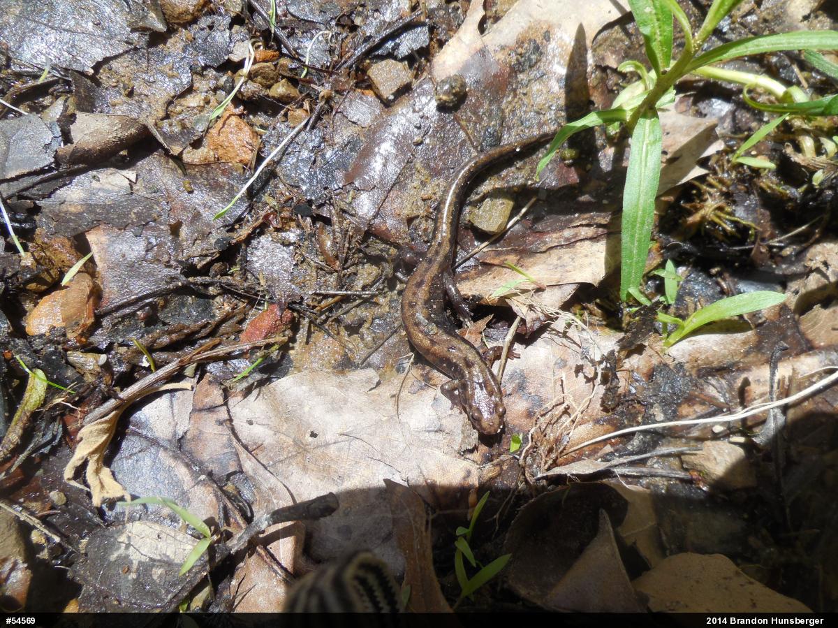 Allegheny Mountain Dusky Salamander