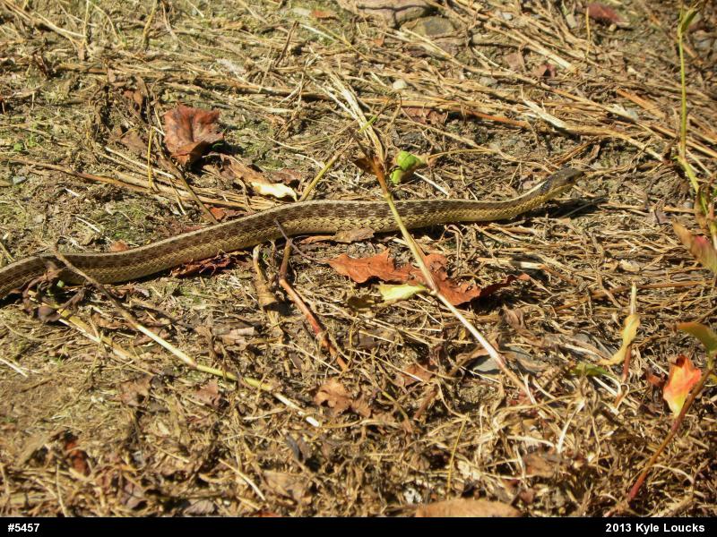Eastern Gartersnake
