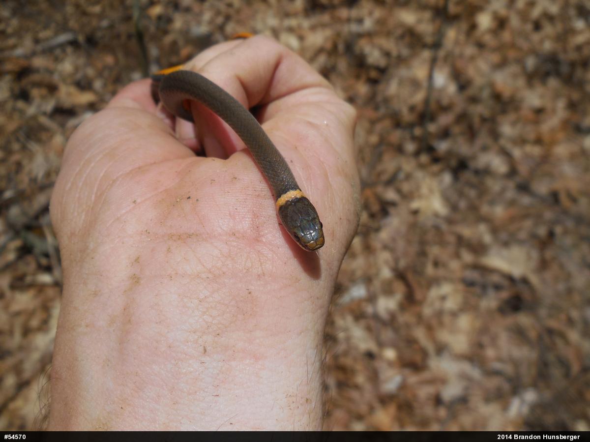 Northern Ring-necked Snake