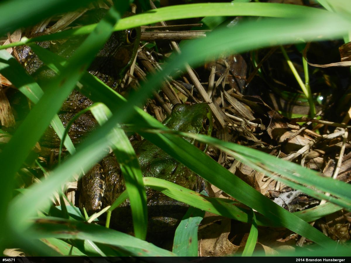 Green Frog