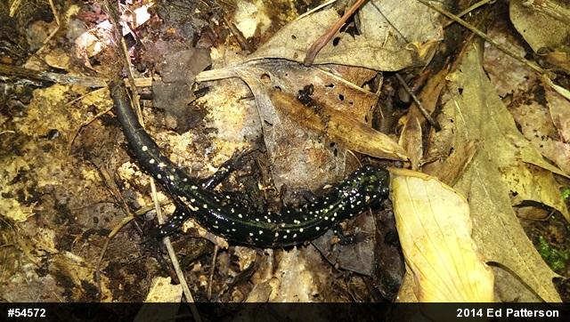 Northern Slimy Salamander